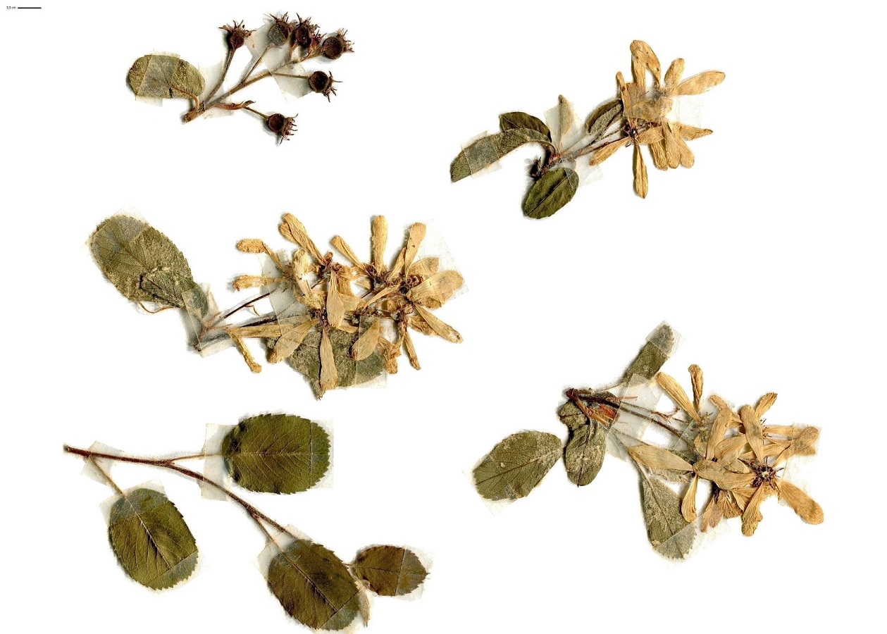 Amelanchier ovalis subsp. ovalis (Rosaceae)